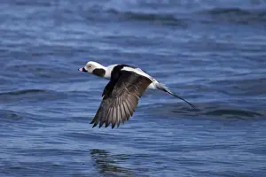 Long Tailed Prints: Long-tailed Duck - male in flight - February - Barnegat Light - New Jersey - USA