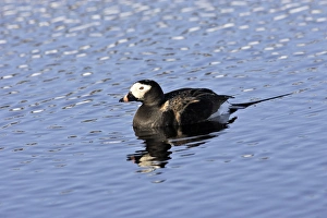 Images Dated 30th May 2007: Long-tailed Duck - male. Varanger Fjord - Norway