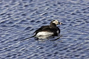 Images Dated 30th May 2007: Long-tailed Duck - male. Varanger Fjord - Norway