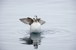 Long Tailed Duck or Oldsquaw - Female Flapping Wings