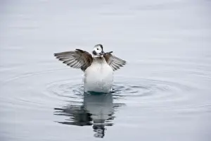 Oldsquaw Prints: Long Tailed Duck or Oldsquaw - Female Flapping Wings Clangula hyemalis Varanger Fjord