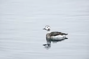 Long Tailed Duck or Oldsquaw - Female in Winter Plumage