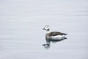 Oldsquaw Prints: Long Tailed Duck or Oldsquaw - Female in Winter Plumage Clangula hyemalis Varanger Fjord