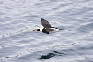 Long Tailed Duck or Oldsquaw - In Flight