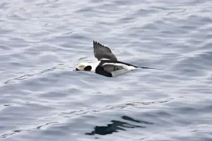 Long Tailed Duck or Oldsquaw - In Flight Clangula hyemalis Varanger Fjord, Norway BI013786