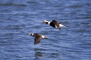 Long-tailed Duck - pair in flight