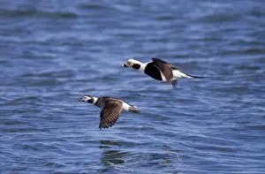 Long Tailed Prints: Long-tailed Duck - pair in flight - February - Barnegat Light - New Jersey - USA