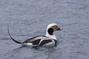 Long-tailed Duck swimming drake Iceland