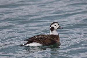 Ducks Gallery: Long-tailed Duck swimming duck Iceland