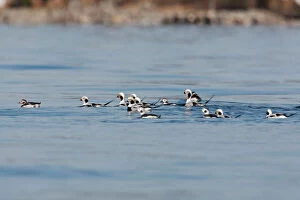 Flocks Gallery: Long-tailed Duck - in water
