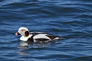 Ducks Gallery: Long-tailed Duck - in water - February