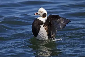 Long Tailed Prints: Long-tailed Duck - in water stretching wings - February - Barnegat Light - New Jersey - USA