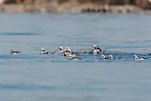 Flocks Prints: Long-tailed Duck - in water - Westport CT - USA - Oct