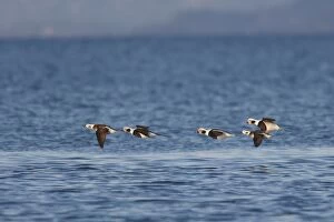 Long-tailed Ducks - in flight