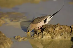 Long-tailed Finch - drinking near Mt Barnett, Gibb River Road, Kimberley, Western Australia. Long-tailed Finches inhabit grasslands and open grassy woodlands but always within reach of water