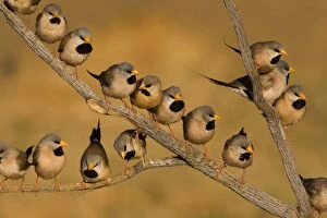 Long-tailed Finch flock - coming to drink at a tiny drying pool