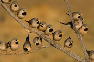 Images Dated 15th September 2006: Long-tailed Finch flock - coming to drink At a tiny drying pool near Mt Barnett, Gibb River Road