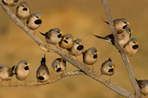 Long-tailed Finch flock - coming to drink At a tiny drying pool near Mt Barnett, Gibb River Road, Kimberley, Western Australia. Long-tailed Finches inhabit grasslands and open grassy woodlands but always within reach of water