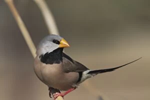 Long-tailed Finch - Kimberley subspecies with yellowish bill