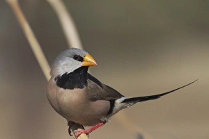 Long-tailed Finch - Kimberley subspecies with yellowish bill Long-tailed Finch - Kimberley subspecies with yellowish bill