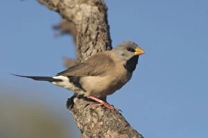 Images Dated 21st September 2004: Long-tailed Finch - Kimberley subspecies with yellowish bill. Only found in northern Australia