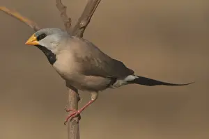 Long-tailed Finch - Kimberley subspecies with yellowish bill. Only found in northern Australia. Inhabits dry grassland with scattered trees, open woodland. Never far from water. Sociable species usually found in flocks