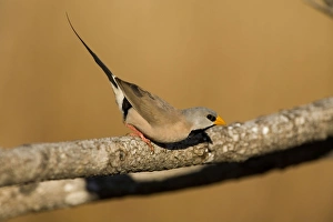 Images Dated 10th August 2006: Long-tailed Finch Found across the top of Northern Territory and just into Queensland