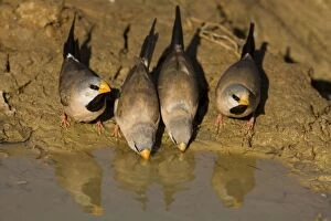 Long-tailed Finches - drinking at a drying pool