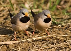 Long-tailed Finches - feeding on the ground