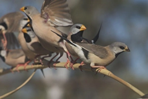 Long-tailed Finches - juvenile in foreground Long-tailed Finches - juvenile in foreground