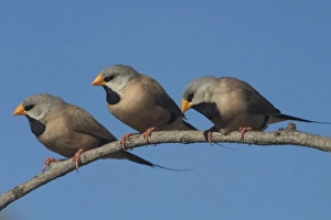 Images Dated 21st September 2004: Long-tailed Finches - Kimberley subspecies with yellowish bill. Only found in northern Australia