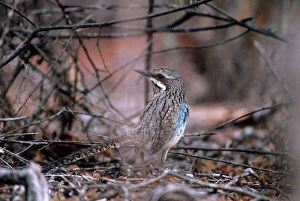 Images Dated 31st March 2006: Long-tailed Ground Roller Moro moro, Madagascar