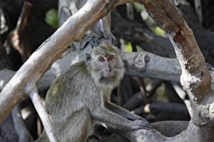 Images Dated 27th September 2008: LONG TAILED MACAQUE