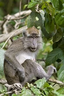Long-tailed macaque - Adult female