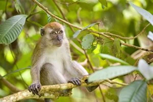 Images Dated 17th October 2008: Long-tailed macaque - adult sitting on a branch in dense tropical rainforest looking out