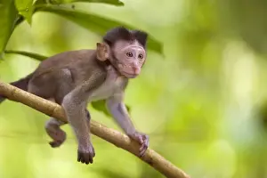 Monkeys Prints: Long-tailed macaque - baby monkey sitting on a branch in tropical rainforest looking out - Gunung-Leuser National Park