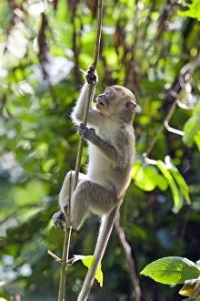 Images Dated 28th May 2010: Long-tailed Macaque - climbing tree branch
