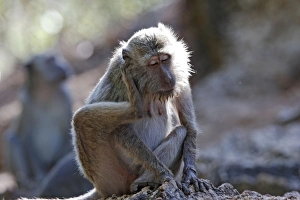 Images Dated 23rd September 2008: Long-tailed Macaque/ crab-eating macaque. Rinca Island - Indonesia
