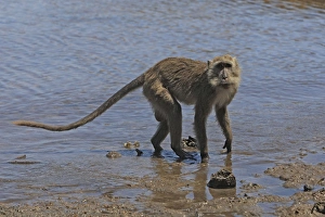 Images Dated 22nd September 2008: Long-tailed Macaque/ crab-eating macaque. Rinca Island - Indonesia
