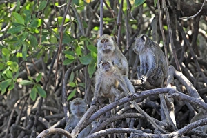 Images Dated 22nd September 2008: Long-tailed Macaque/ crab-eating macaque. Rinca Island - Indonesia