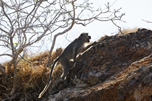 Images Dated 23rd September 2008: Long-tailed Macaque/ crab-eating macaque. Rinca Island - Indonesia