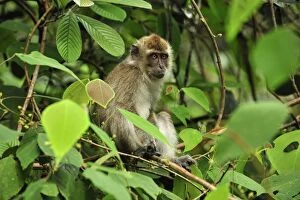 Long-tailed Macaque / Crab-eating Macaque