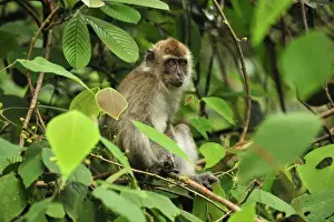 Long-tailed Macaque / Crab-eating Macaque - Tanjung Puting National Park - Kalimantan - Borneo - Indonesia