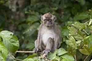 Long-tailed macaque - Juvenile