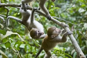 Long-tailed Macaque - juveniles playing