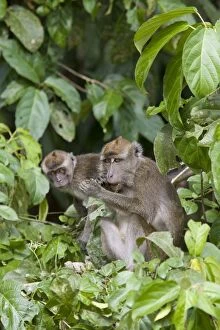 Long-tailed macaque - Mother feeding with juvenile