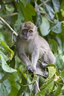 Long-tailed macaque - Sub-adult