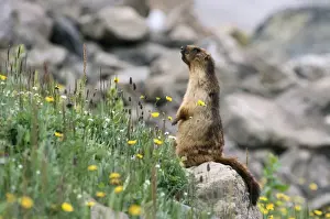 Long-tailed Marmot Dachigam National Park, Jammu & Kashmir, India