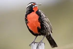 Falklands Prints: Long-tailed Meadowlark - Male (Fam)