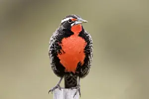 Long-tailed Meadowlark - Male (Fam. Icteridae) formerly: Pezites militaris Range: South America: Argentina, Central Chile, south to Tierra del Fuego; Falkland Islands